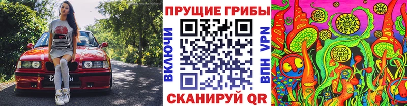 Купить закладки  Цоци-Юрт  Галлюциногенные грибы Psilocybe 